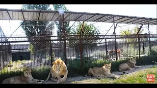 Львица прокусила колесо машины и львы стали собираться вокруг нас !  Lions began to gather around us