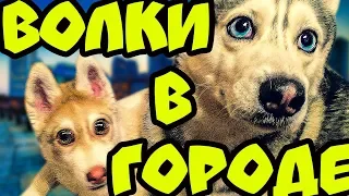 ВОЛКИ В ГОРОДЕ | ПРЕМЬЕРА КЛИПА | 200К ПОДПИСЧИКОВ | Хаски Бандит feat Mister Booble.