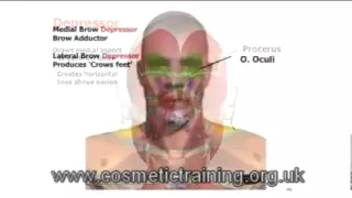 Anatomy of facial muscles for botox injections