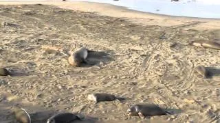 Elephant Seals California Beach