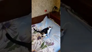 Заправляємо ліжко, Моля тут як тут #смішнікоти #котики #cat #funnycats #catvideos #catplaying