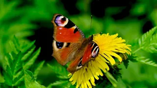 Бабочки порхают над цветами под красивую спокойную музыку.Фоновая музыка для релаксации, отдыха