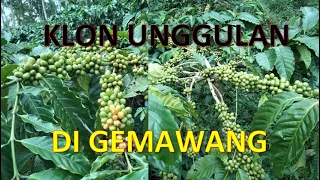 KLON KOPI UNGGULAN DI GEMAWANG TEMANGGUNG