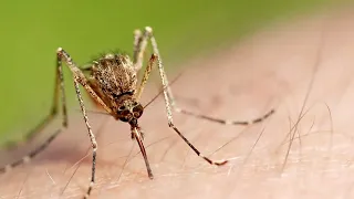 Are you a mosquito magnet? Here's why you may get bitten more often than others