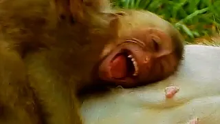 Never Seen Very Nice Clip Lovely Baby Monkey RaiNBow Need Milk Hug Mom Tighly.