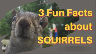 3 Fun Facts about Squirrels for kids  (cute, greedy, fast and clever)