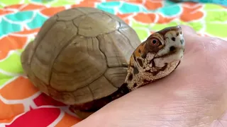 Cute box turtle loves to snuggle and cuddle