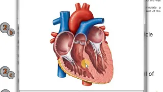 Part 2: Heart and Cardiac Activity