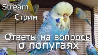 СТРИМ On Line Ответы на вопросы о волнистых попугаях