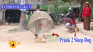 [New Prank Dog] Bamboo Basket vs Prank 2 Sleep Dog Very Funny - Try not to Laugh
