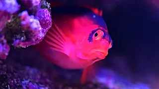 My Flame Hawkfish ( Neocirrhites armatus)