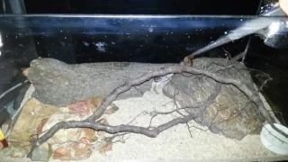 Эублефар начал брать корм с пинцета. Leopard gecko started to eat from tweezers. (07.10.2016)