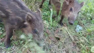 Весёлые поросята вышли на прогулку