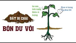 Nông dân cần biết - Bón dư vôi đất có bị chai không? Cách cải thiện khi bón vôi quá nhiều.