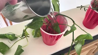 How to save a dying Pothos plant