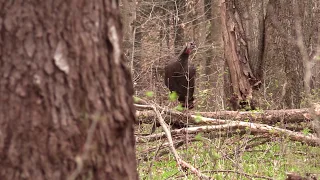 Hen Turkey calling to Gobbler