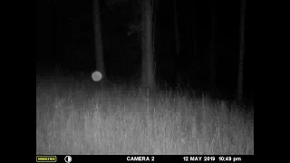 Flying orb caught on trail cam.