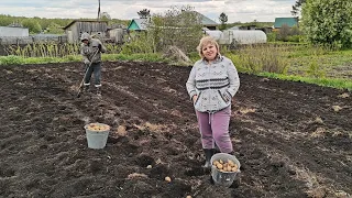 Сажаем картофель. Ухайдокались в хлам но посадили огород! Томаты, перцы и другое.