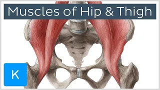 Muscles of the Hip and Thigh - Human Anatomy | Kenhub