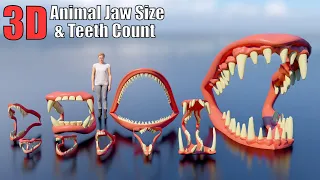 3D Animal, Dinosaur and Sea Monster Jaw Size Comparison and Teeth Counts