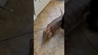 Red tegu meets cane corso for the first time!