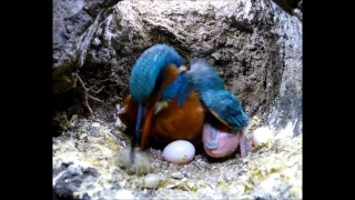 Kingfisher Coughing up a Pellet | Discover Wildlife | Robert E Fuller