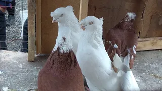 ГОЛУБИНЫЙ РЫНОК УЗБЕКИС Андижон сой кабутар бозор  Andijon soy kabutar bozor pigeon,pigeons,kabootar