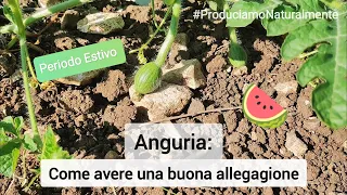 Allegagione frutti Anguria | Il Segreto del Contadino