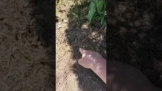 Bigfoot Footprint in the flower bed
