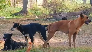 Rural Dog..! Strong Coated Retriever meeting with Nice Female Border Retriever in rainy se