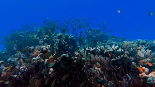 Amazing  Ocean