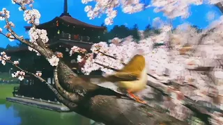 Wii U Tech Demo Bird 2011 AI Upscale 4K Ultra HD 60FPS