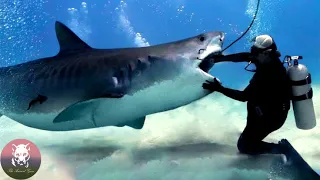 Man Removed Hooks from Sharks' Mouths, You Won't Believe How They Returned the Favor