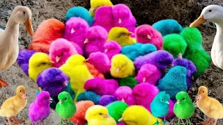 Tangkap Ayam Lucu, Ayam Warna Warni, Ayam Pelangi, Kelinci, Kucing Lucu, Bebek, koi, Hewan lucu #30