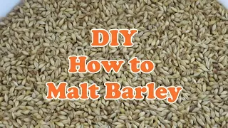 DIY How to malt Barley