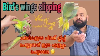 How to clip Bird's wings/Bird's feather clipping Malayalam/കിളികളുടെ ചിറക് ക്ലിപ്പ് ചെയ്യുന്നത്