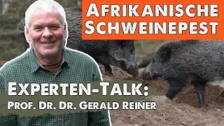 Afrikanische Schweinepest (ASP) - Interview mit Prof. Dr. Dr. Gerald Reiner (Vet.-Klinik Uni Gießen)