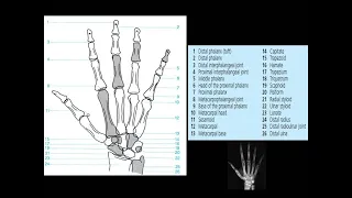 Images of Rheumatoid Arthritis and other Rheumatic Diseases