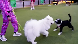 How To Introduce Your Dog To The Dog Park.