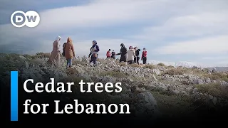 Lebanon: Planting cedar trees in a country in crisis | Global Ideas