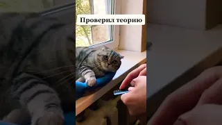 Кот сломался #мемасики#мемы#мем#прикол#орунемогу#цешо#юмор#шутки#смех#видос#тикток#жиза#mem
