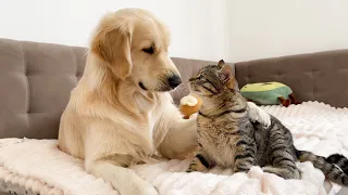 What does a Golden Retriever do when a Funny Cat Ignores Him