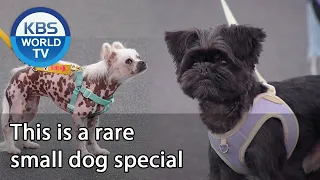 This is a rare small dog special (Dogs are incredible) | KBS WORLD TV 200916