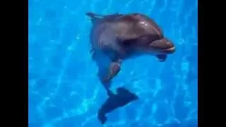 Говорят, дельфины говорят