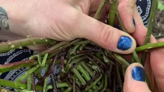 How to make a bramble basket