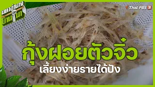 กุ้งฝอยตัวจิ๋ว เลี้ยงง่ายรายได้ปัง : มหาอำนาจบ้านนา