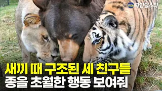 새끼 때 구조된 세 친구들, 종족을 뛰어넘은 우정 보여줘