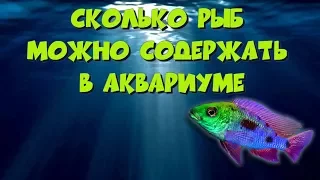 Советы начинающим заводчикам цихлид (часть 9). Сколько рыб можно содержать в аквариуме