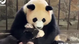 Mama YuanRun taking care of her baby. They Look healthy and happy🥰🐼🐼So cute|Panda HappyLand