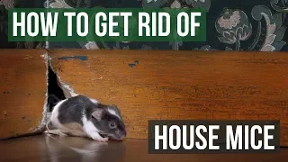 How to Get Rid of House Mice (4 Easy Steps)